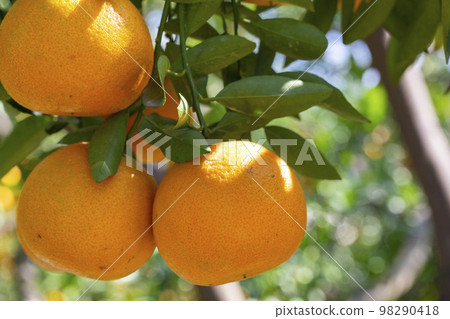 Citrus fruits, citrus fruit, water fruit, citrus tree, past years, orchards, citrus fruits, mandarin oranges, fruits, orange trees, New Year holidays, orchards, 98290418