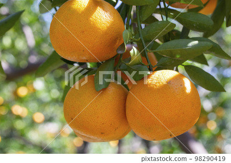 柑橘類水果，柑橘類水果，水生水果，柑橘樹，往年，果園，柑橘類水果，橘子，水果，橙樹，元旦，果園， 98290419