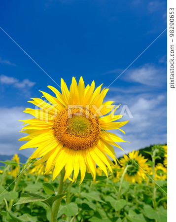 Summer image _ sunny sky and sunflowers in full bloom 98290653