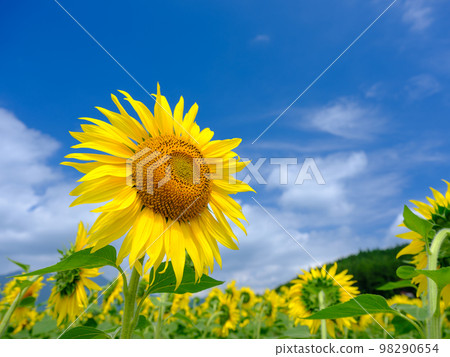 Summer image _ sunny sky and sunflowers in full bloom 98290654