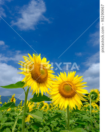 夏日意象_晴朗的天空和盛開的向日葵 98290667