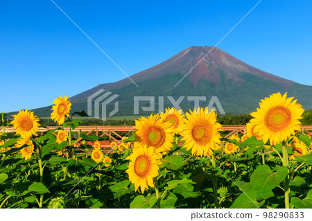Yamanashi _ Superb view of Mt. Fuji and sunflowers 98290833