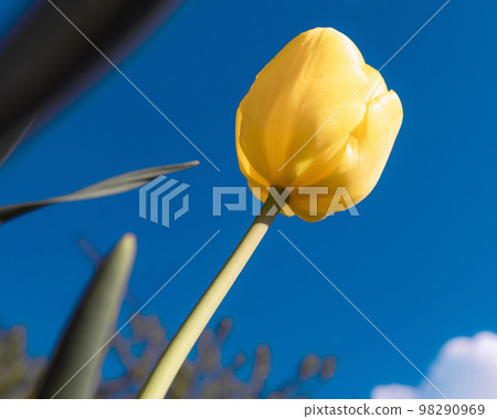 An yellow tulip on the background of blue sky 98290969