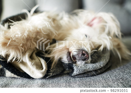 Cute fluffy white dog lying under woolen blanket in bed at home Cute fluffy white dog lying under woolen blanket in bed at home 98291031