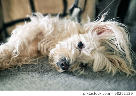 Cute white dog lying on the couch in morning sun rays at home Cute white dog lying on the couch in morning sun rays at home 98291129