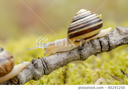 Snail slowly creeping along super macro close-up 98291208