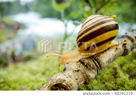 Snail slowly creeping along super macro close-up 98291210