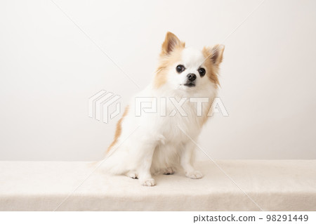 Chihuahua sitting with a white background Chihuahua sitting with a white background 98291449