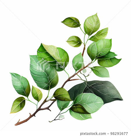 Green Watercolor Painting Natural Leaves Branch Green Watercolor Painting Natural Leaves Branch 98291677