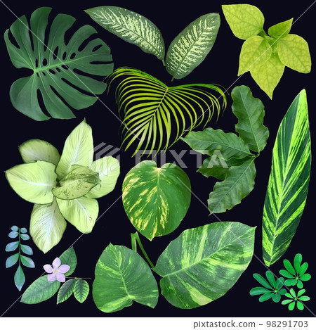 Set of botanical exotic elements. 98291703