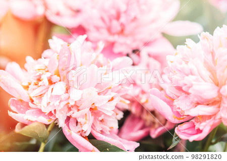 Floral background from a bush of purple peonies Floral background from a bush of purple peonies 98291820