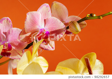 Close up of beautiful phalaenopsis orchid flowers 98292657