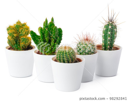 different types of cactus isolated on white background different types of cactus isolated on white background 98292841
