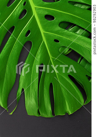 Close up of a monstera leaf on dark black background Close up of a monstera leaf on dark black background 98292903