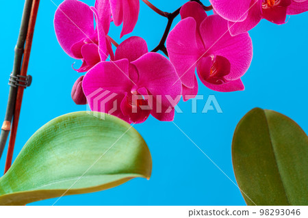Purple orchid plant blossom close up on blue background 98293046