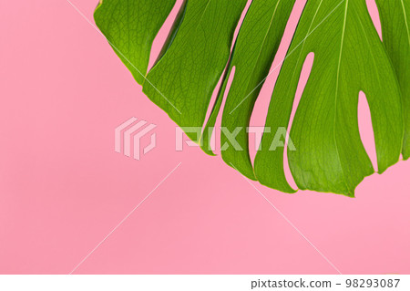Texture of a monstera leaf close up on pink background Texture of a monstera leaf close up on pink background 98293087
