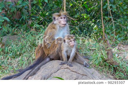 Monkey Monkey 98293307