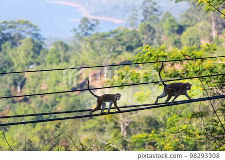 Monkey on Sri Lanka Monkey on Sri Lanka 98293308