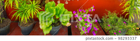 Street garden 98293337