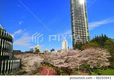 櫻花樹行在東京中城庭院裡 98293641