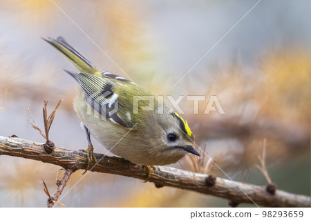 Goldcrest, regulus regulus, in a larch tree 98293659