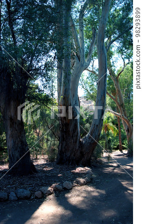 Arizona Sycamore tree Arizona Sycamore tree 98293899