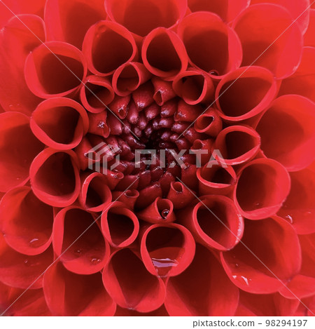 Red dahlia flower close-up, abstract background. Macro shot of a Dahlia flower Red dahlia flower close-up, abstract background. Macro shot of a Dahlia flower 98294197