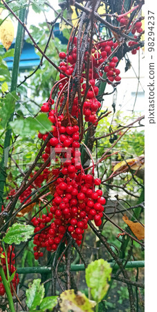 Red fruits of schisandra growing on branch in row. Schizandra on liana in garden 98294237
