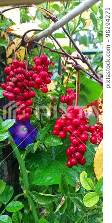 Red fruits of schisandra growing on branch in row. Schizandra on liana in garden 98294271