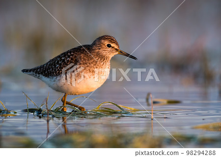Wood sandpiper standing in water in summertime nature Wood sandpiper standing in water in summertime nature 98294288
