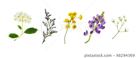 Set of small yellow flowers of berberis thunbergii isolated Set of small yellow flowers of berberis thunbergii isolated 98294369