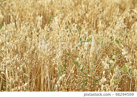 A field of wheat on a sunny day. Wheat ears close-up. An agricultural field with a grain crop. A field of wheat on a sunny day. Wheat ears close-up. An agricultural field with a grain crop. 98294509