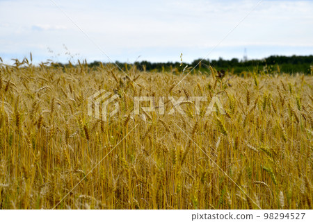 A field of wheat on a sunny day. Wheat ears close-up. An agricultural field with a grain crop. A field of wheat on a sunny day. Wheat ears close-up. An agricultural field with a grain crop. 98294527
