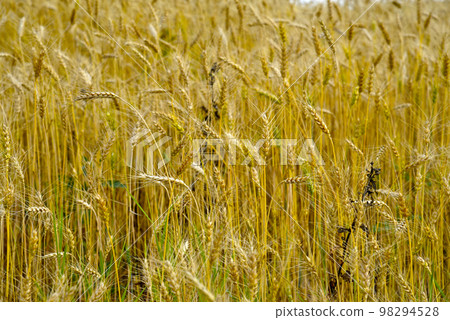 A field of wheat on a sunny day. Wheat ears close-up. An agricultural field with a grain crop. A field of wheat on a sunny day. Wheat ears close-up. An agricultural field with a grain crop. 98294528