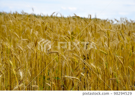 A field of wheat on a sunny day. Wheat ears close-up. An agricultural field with a grain crop. A field of wheat on a sunny day. Wheat ears close-up. An agricultural field with a grain crop. 98294529