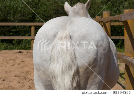 White horse back with tail in manege White horse back with tail in manege 98294565