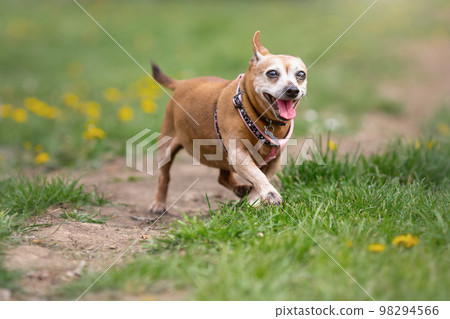 Old happy mongrel dog of chihuhua type walking at nature 98294566