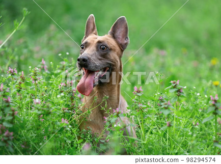 Funny happy dog of belgian malinois breed sitting in the green grass at summer Funny happy dog of belgian malinois breed sitting in the green grass at summer 98294574