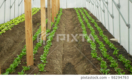 Spinach seedling planting greenhouse folio Spinacia oleracea vegetable gardener farmer rows fresh seedlings, green lettuce Lactuca sativa growing fresh farm in field plant farming Europe Spinach seedling planting greenhouse folio Spinacia oleracea vegetable gardener farmer rows fresh seedlings, green lettuce Lactuca sativa growing fresh farm in field plant farming Europe 98294763