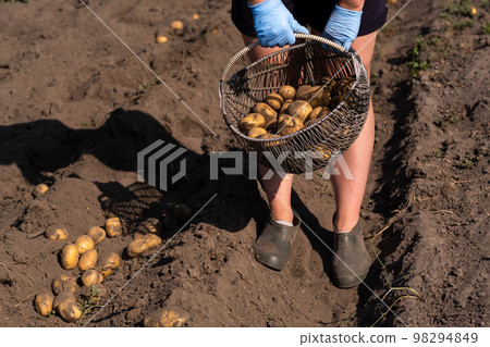 Picking potatoes on the field manually. A man harvests potatoes on earth Picking potatoes on the field manually. A man harvests potatoes on earth 98294849