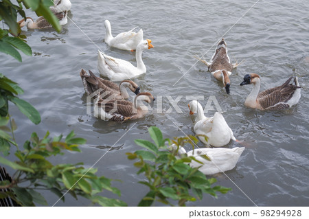 flock of geese with many colors swimming happily. flock of geese with many colors swimming happily. 98294928