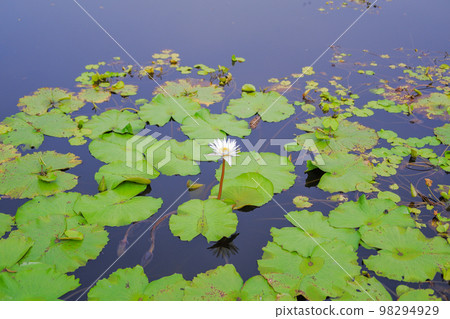 Distant white lotus flowers in the area filled with green lotus leaves on the water surface. 98294929