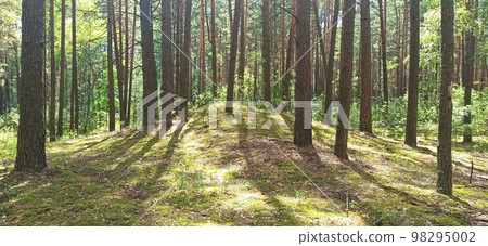 Sunny rays in summer forest. Wood landscape. Pine forest with trees on glade 98295002