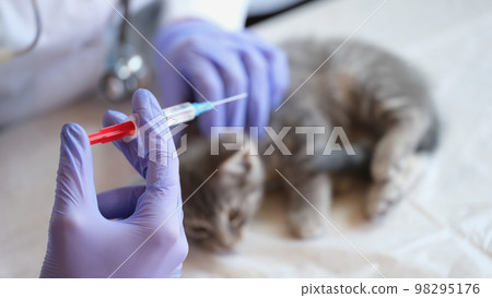 Veterinarian gives injection to kitten in veterinary clinic. 98295176