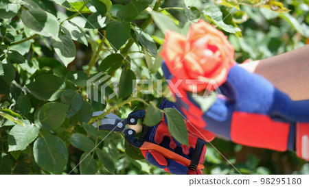 Hands in gloves trimming bushes of red roses in garden with secateur. 98295180