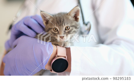 Vet doctor holding small kitten in gloved hands close up. 98295183