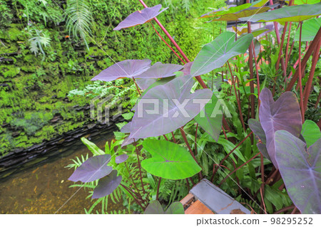 View of Elephant Ear leaves against water backdrop and waterfall wall. View of Elephant Ear leaves against water backdrop and waterfall wall. 98295252
