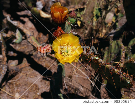 Prickly Pear Cactus Blossom 98295654