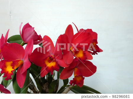 優雅的形象!Mini Cattleya Love Fort Natsukochita 照片 優雅的形象!Mini Cattleya Love Fort Natsukochita 照片 98296081