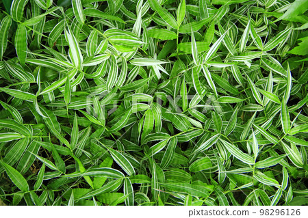 Green natural texture. Textured background. Foliage of plant. Natural texture Green natural texture. Textured background. Foliage of plant. Natural texture 98296126